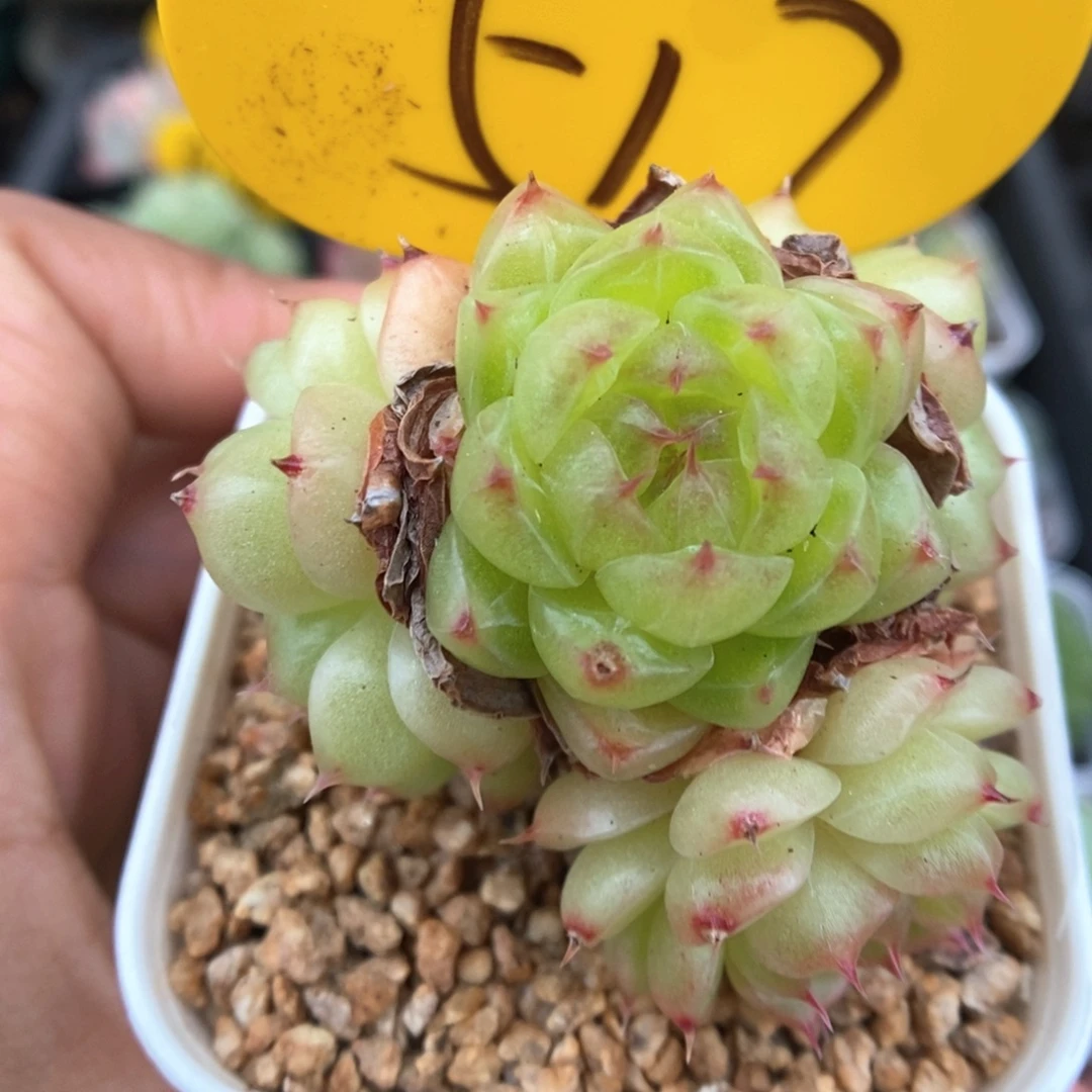 润玉珍妮群生517号