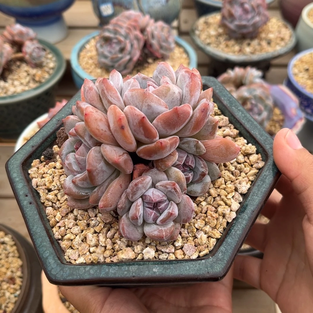 5头捧花哈哈哈哈哈哈哈哈