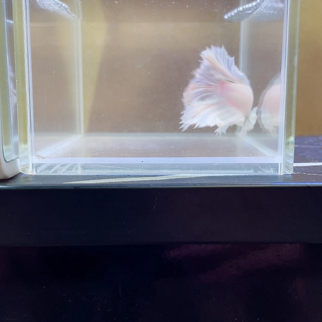 斗鱼跑单小 黑屋57