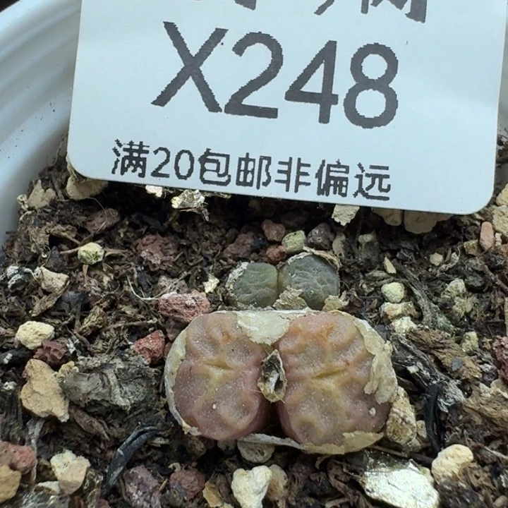 1410.657带盆土发货。