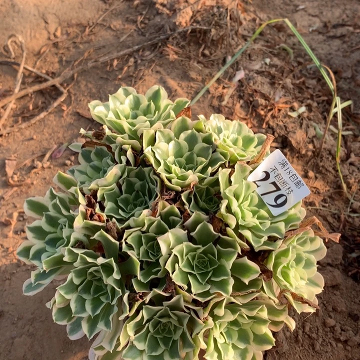 279白凤绣球4号棚