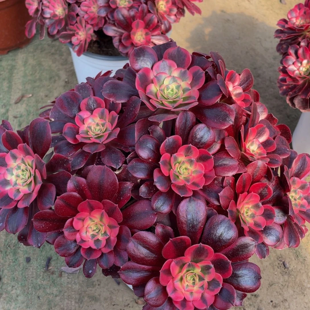 327美杜莎精品法师多肉