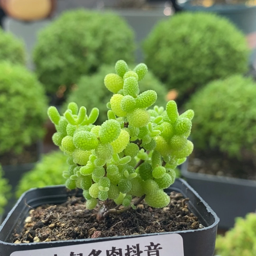 金橘糖球8524枝干番杏