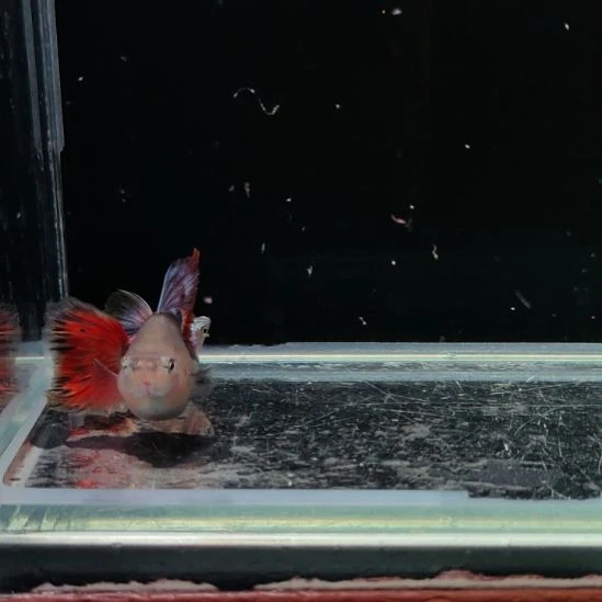 孔雀鱼精品红礼服一对