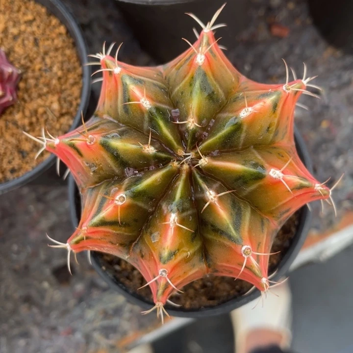 米哈冠幅6.8厘米05