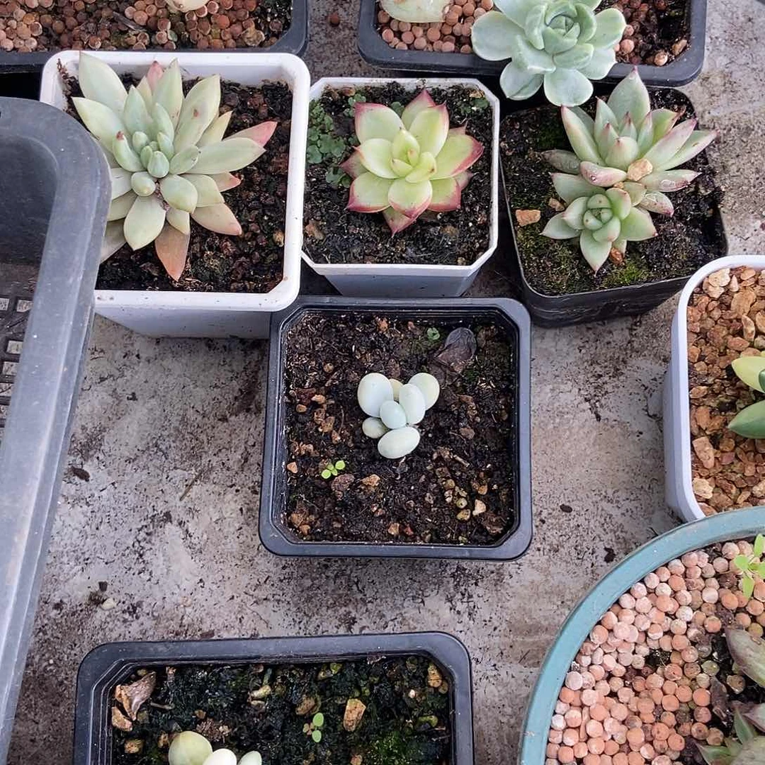 我****。福利手指锦多肉