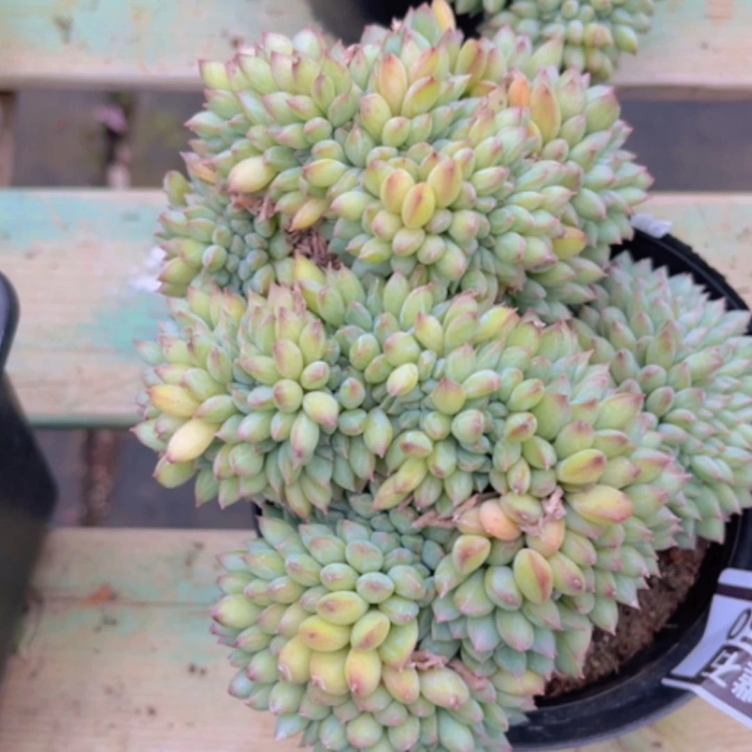 【闪购商品】星际迷航缀3050