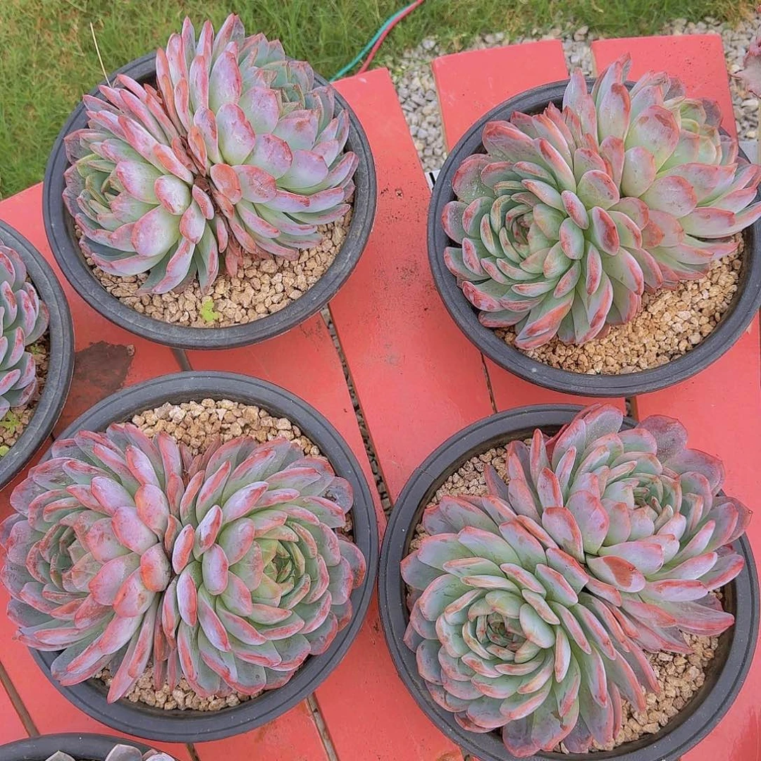 全明星多肉植物0000