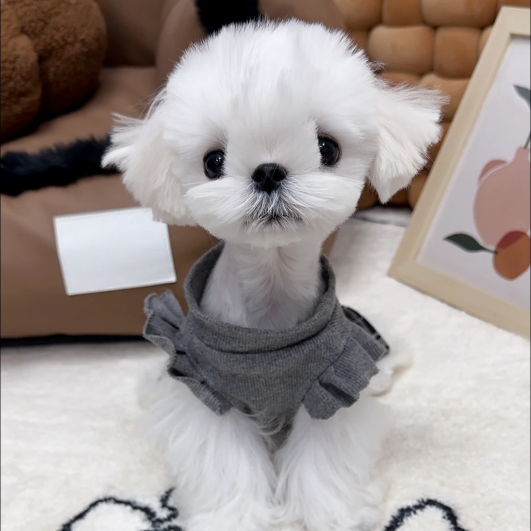 【小马幼稚园】月饼-高端小型犬马尔济斯，约克夏，西施犬