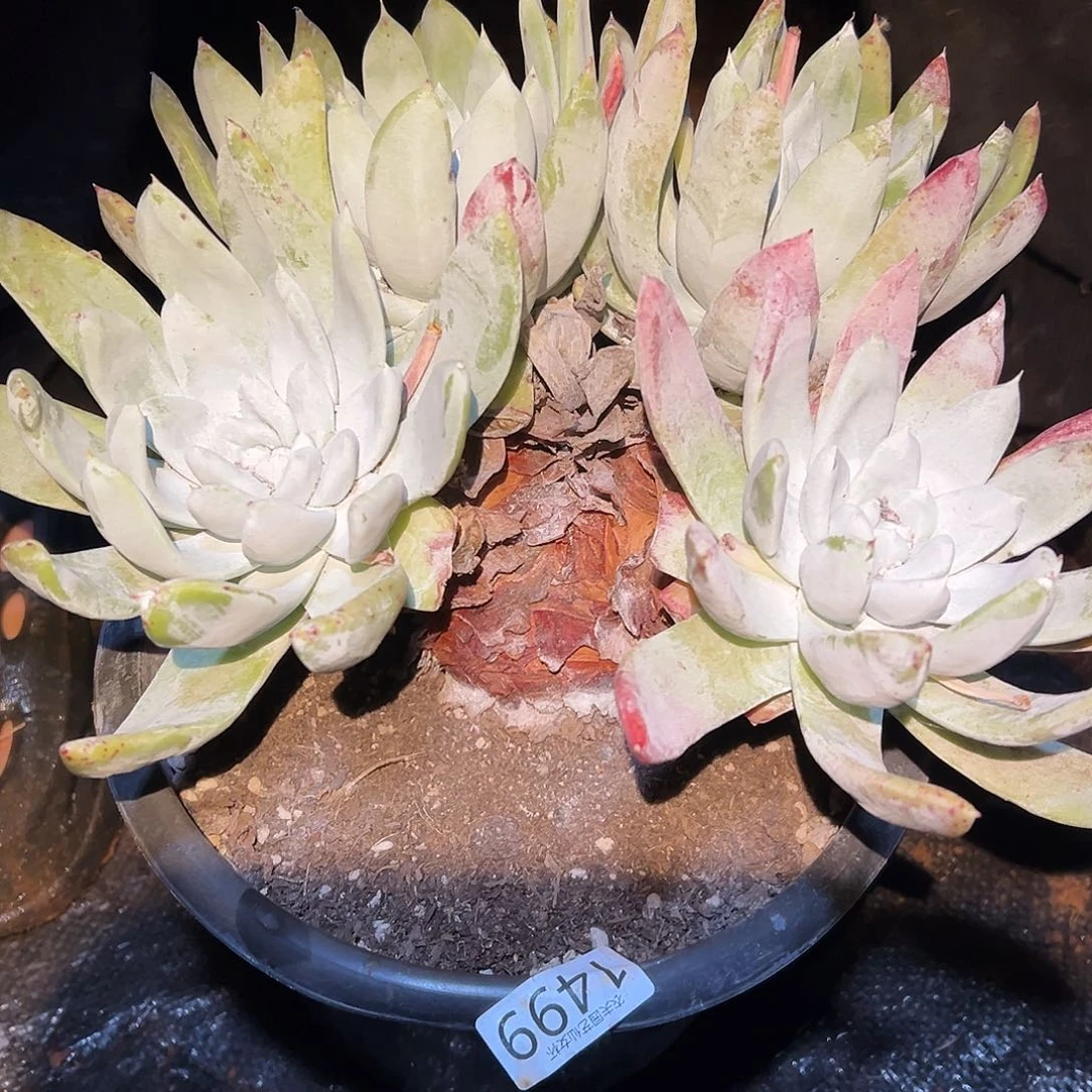 低***华3代杂交仙女杯多肉。