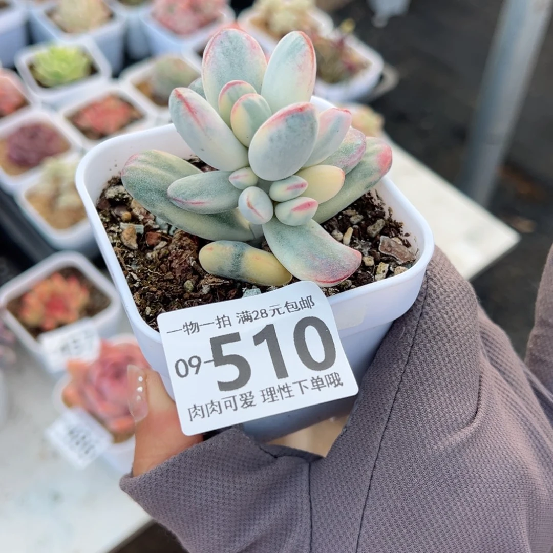 乒乓福娘锦多肉多肉多肉多肉多肉