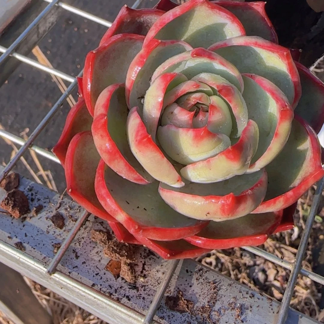 【闪购商品】小宽叶惊鸿