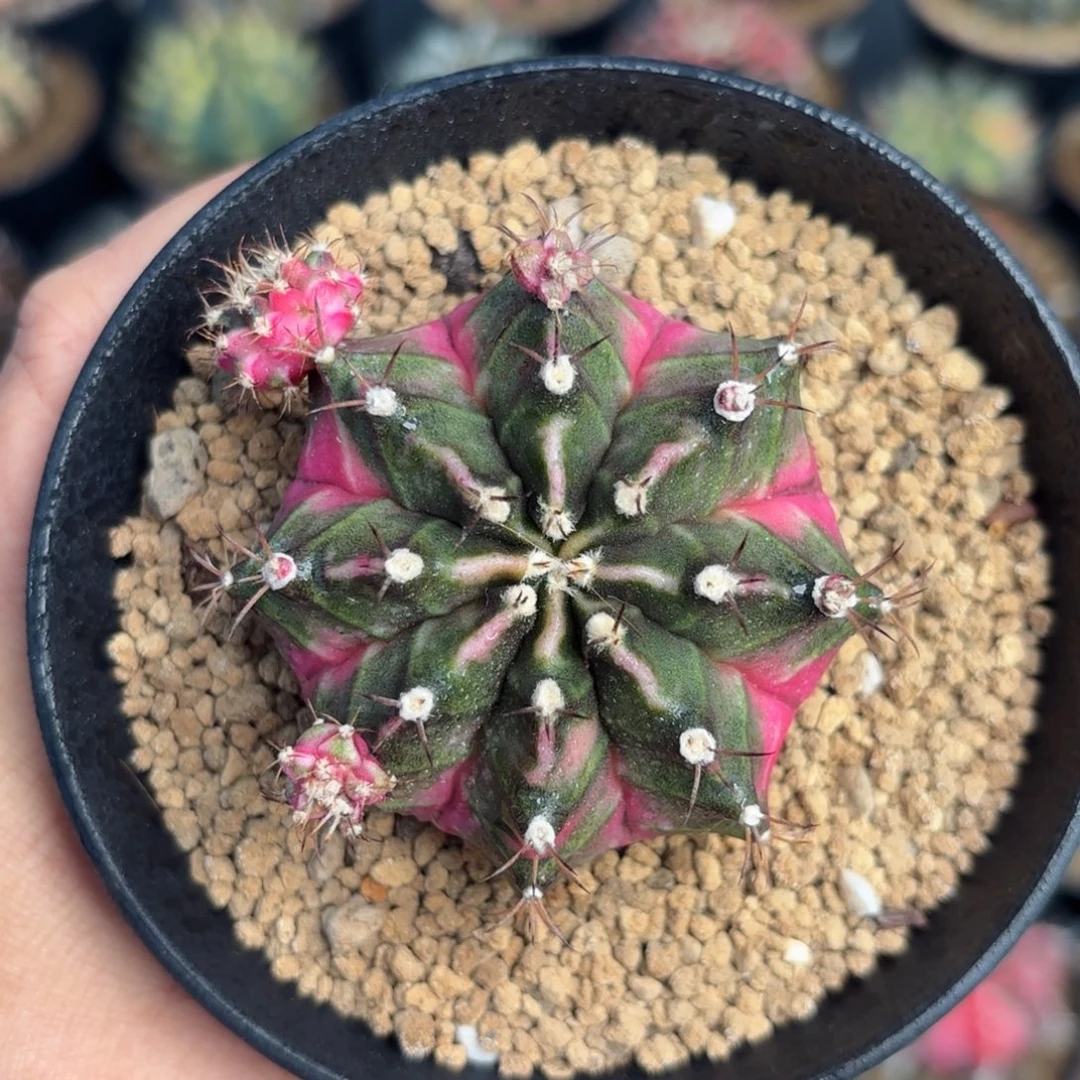 泰系米哈仙人球母本8号