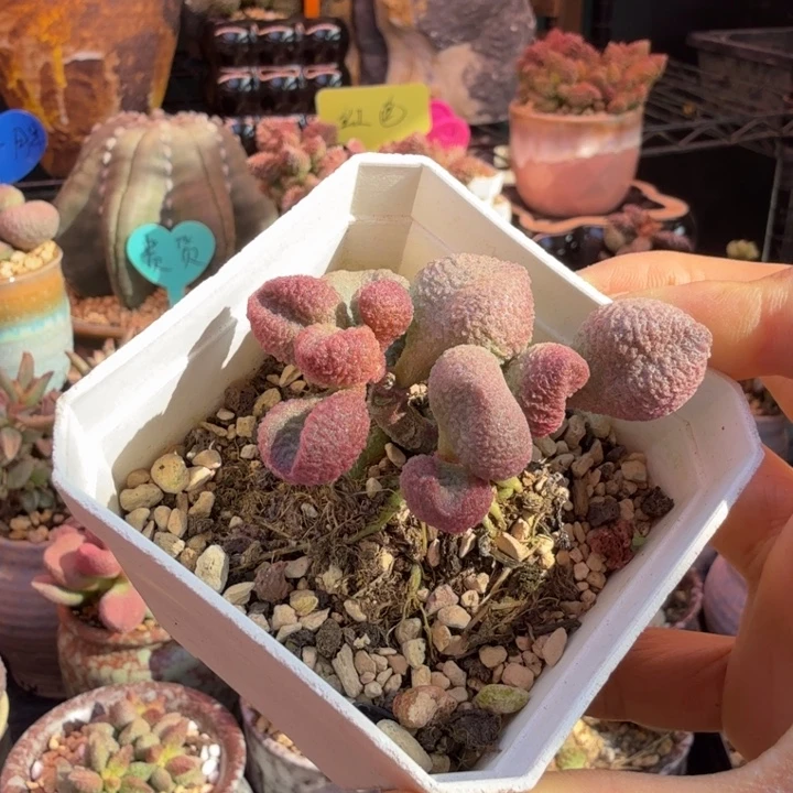 我也不知道我为什么要这样