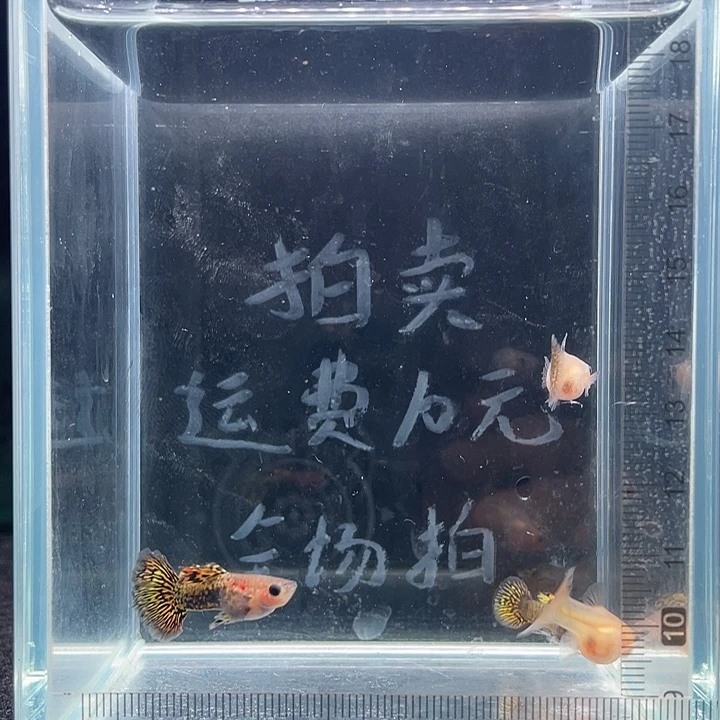 孔雀鱼越系黄老虎玻璃猫两对