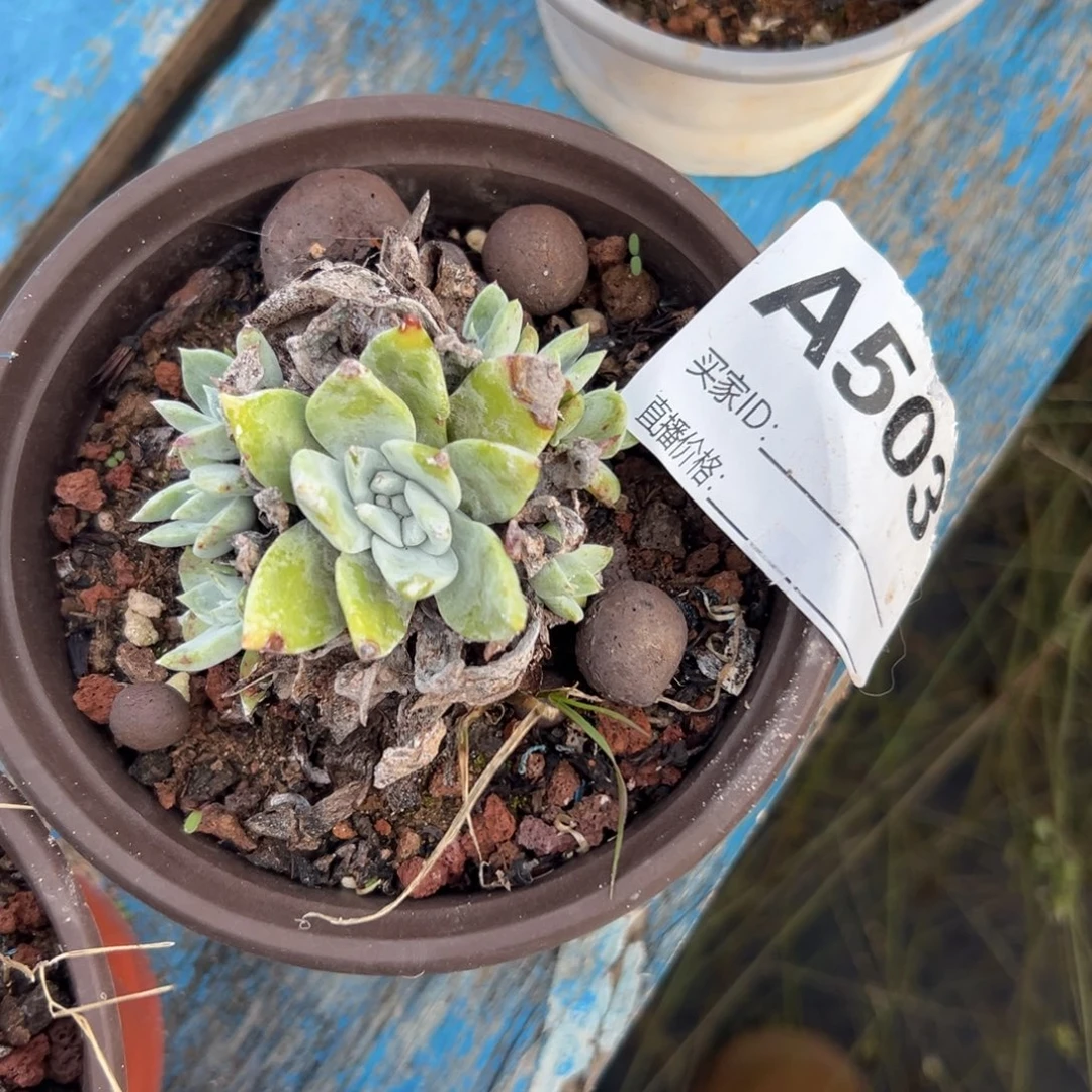 可可爱爱～一物一拍503