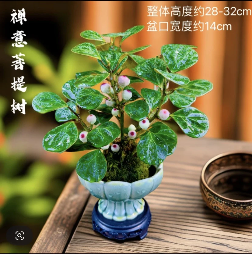 小盼菩提树带花盆室内苔藓球微景观绿植盆栽水培植物禅意结果好养