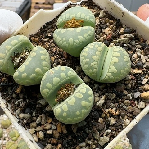 3751，绿大牙组合带盆土发货