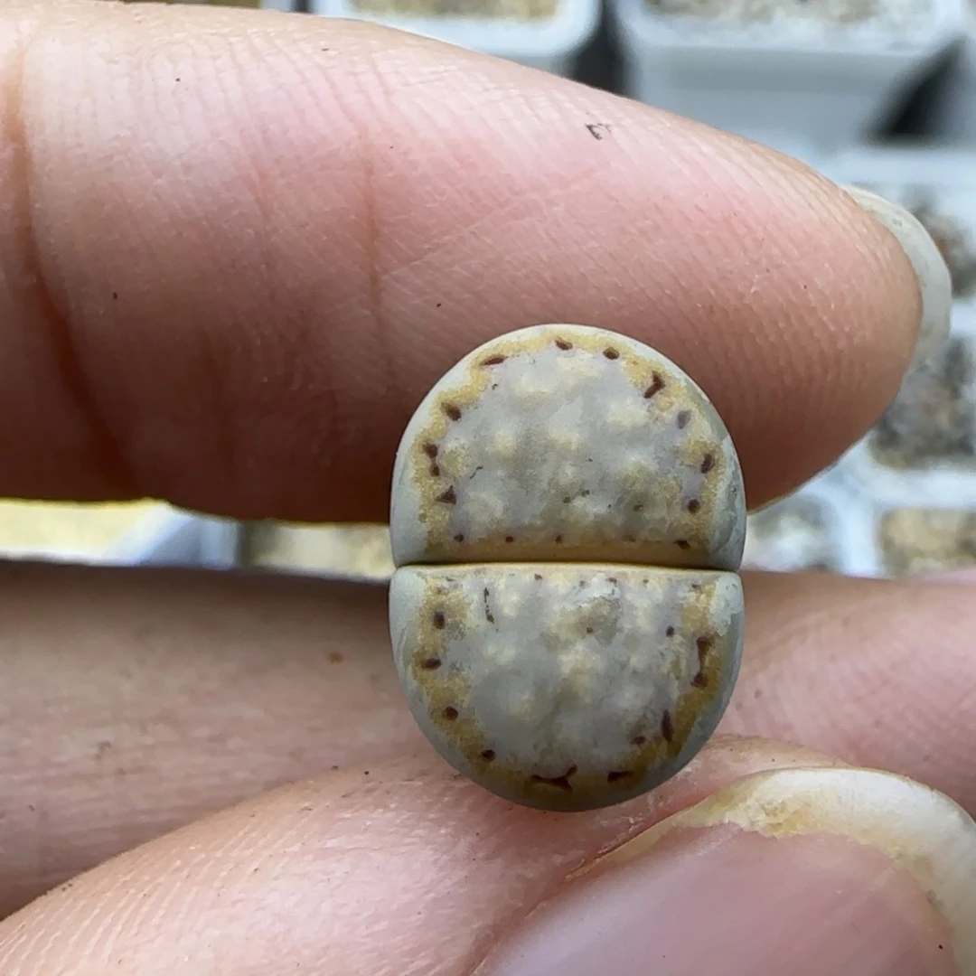 324二蜕粗金边饼干清框福利30包邮