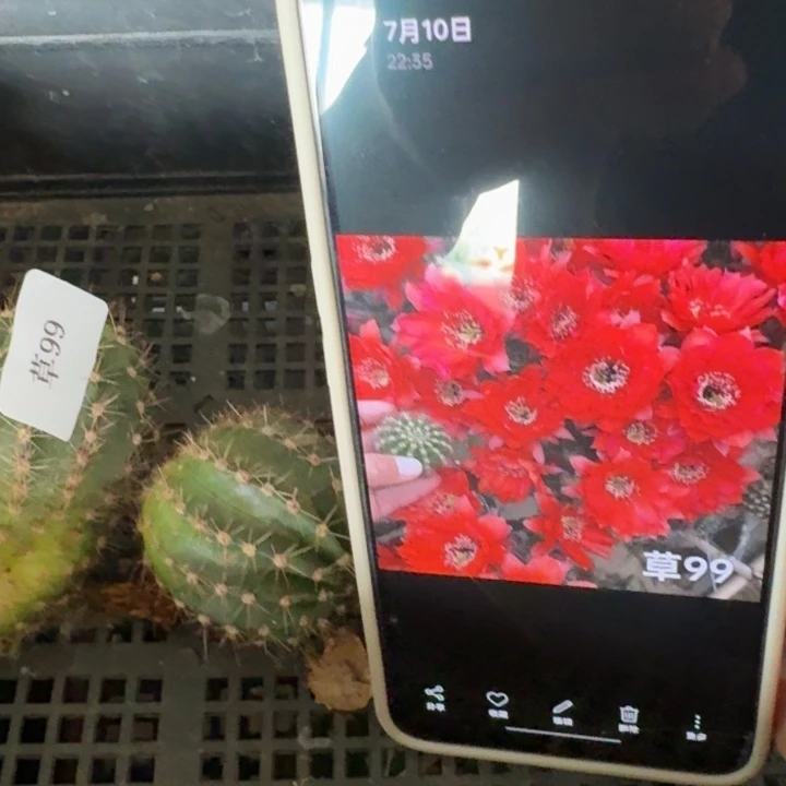 249彩草99歪4公分左右无根侧牙斑，20包邮