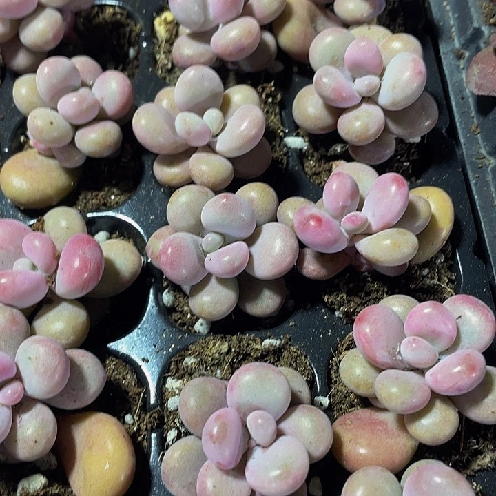 小桃蛋1元带土发