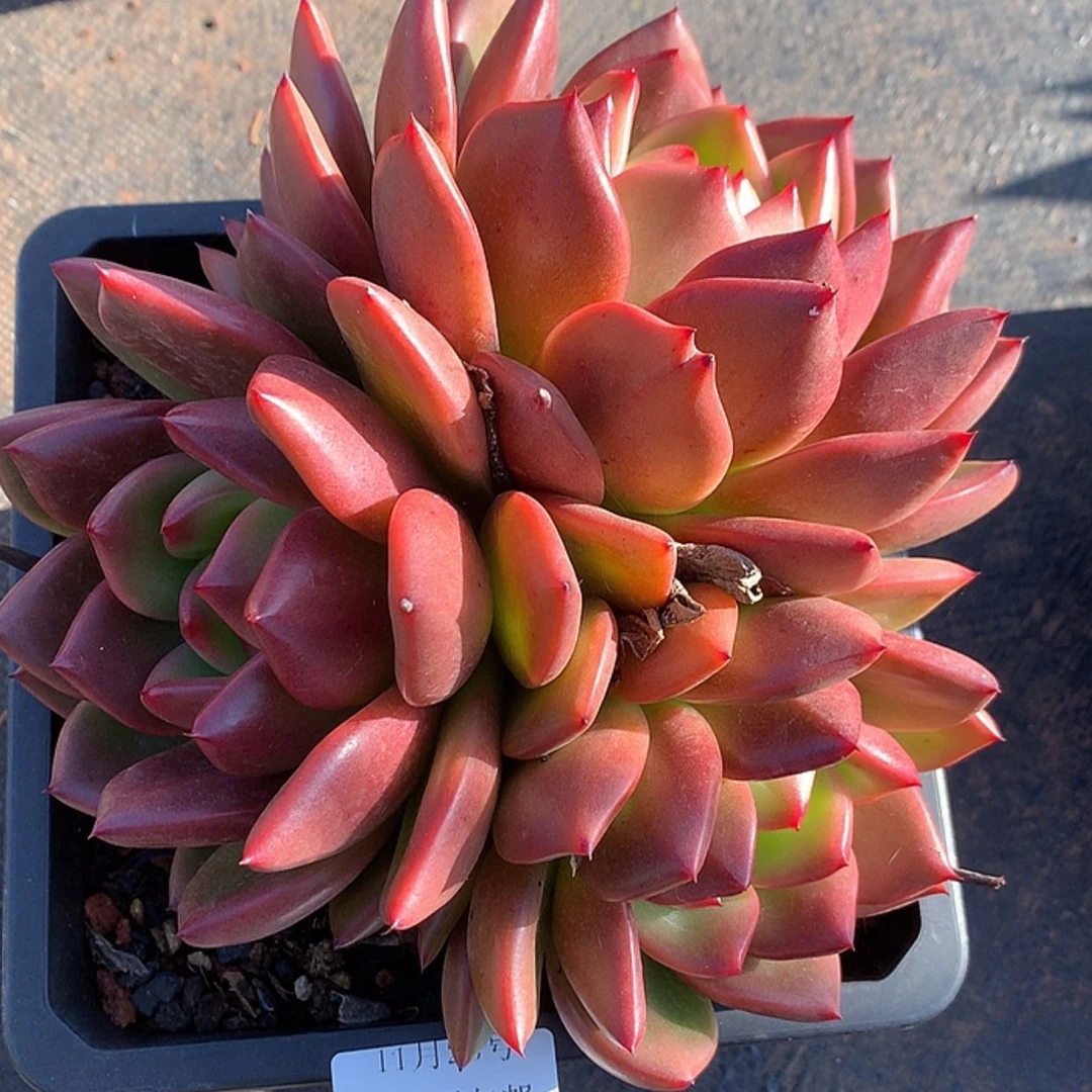 【闪购商品】云108号红钻18厘米