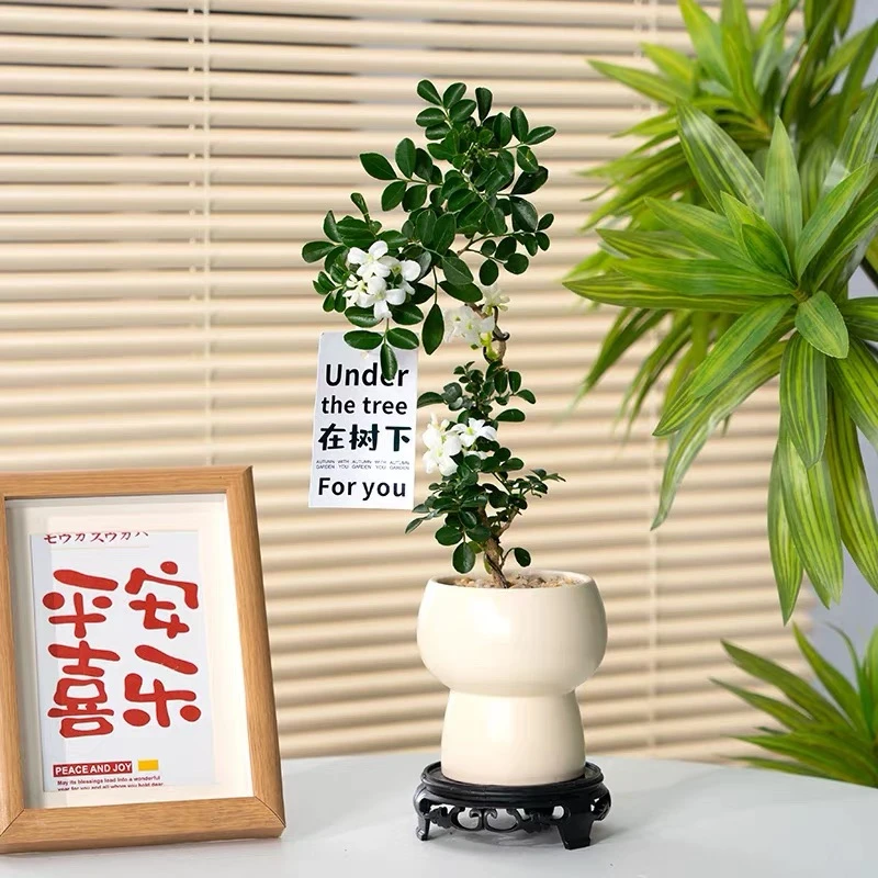 九里香盆栽婀娜美人四季开花办公室内花卉绿植盆景植物好养活