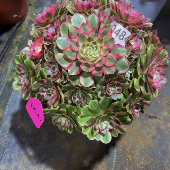 景***人荔枝0484444444寄养的发货