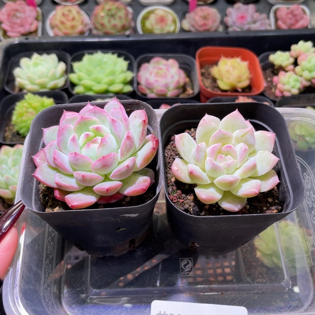 花利美30-353框拍2颗