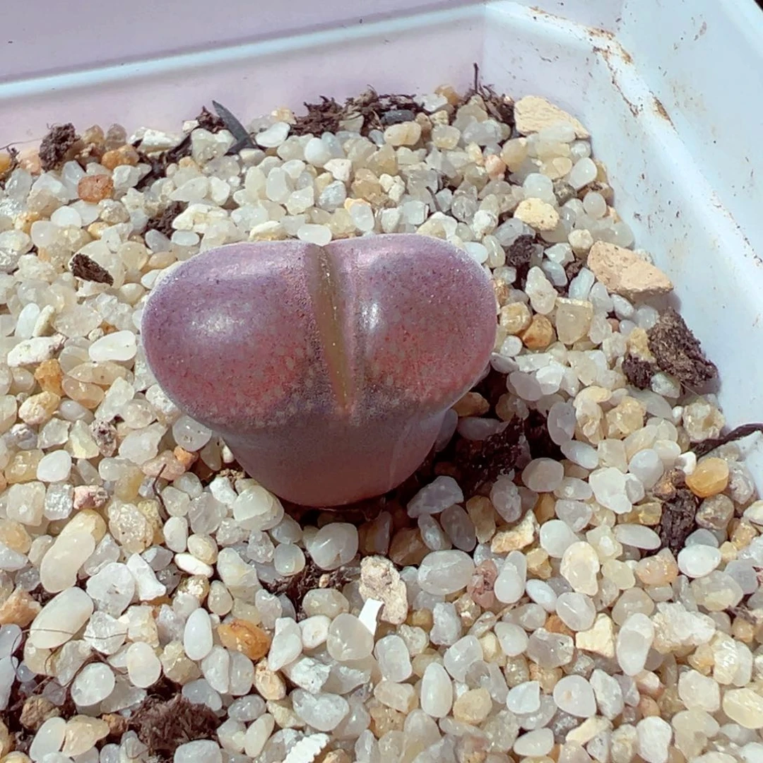 85-438多肉多肉1792.6肯哈德多肉多肉