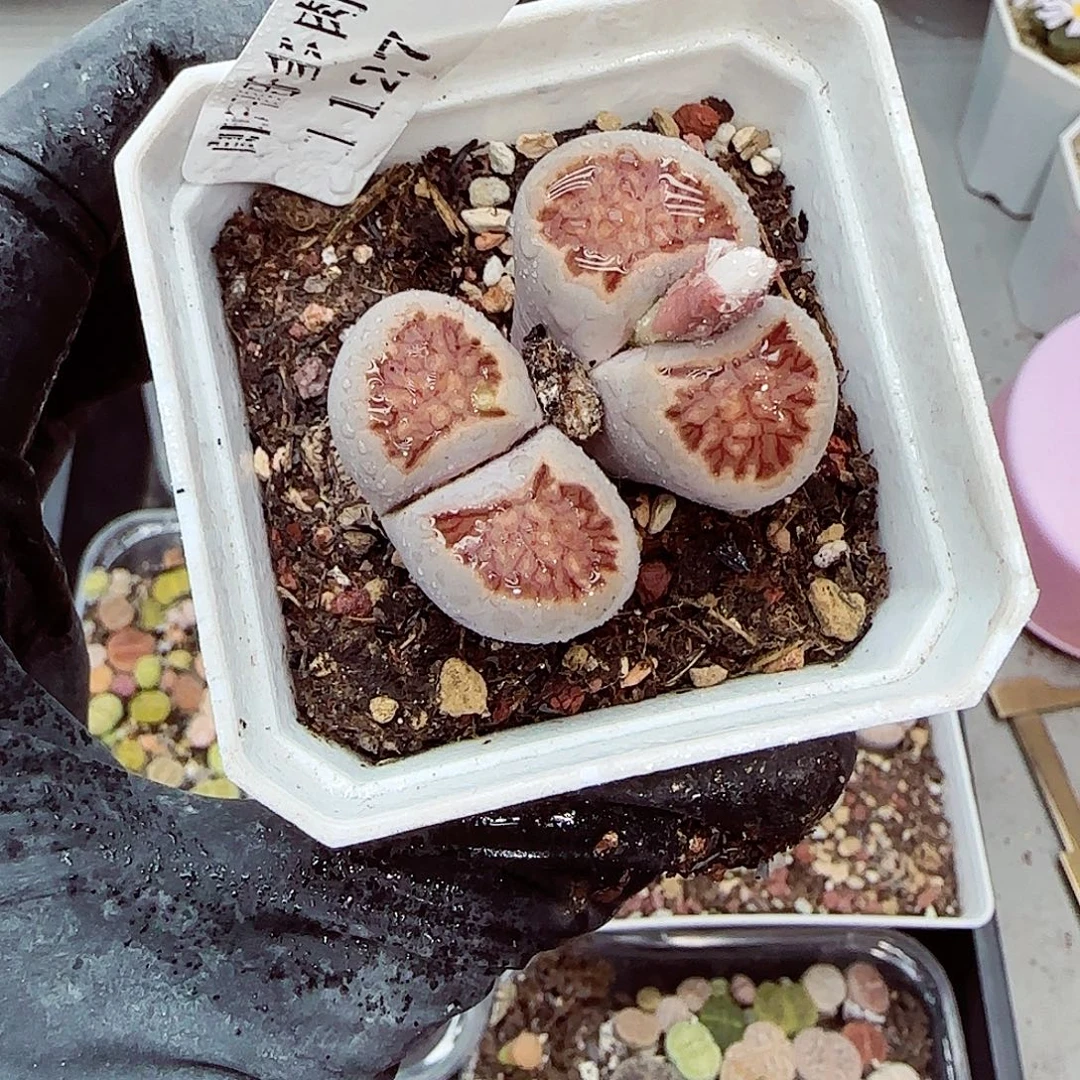 生石花满18包邮1127-144