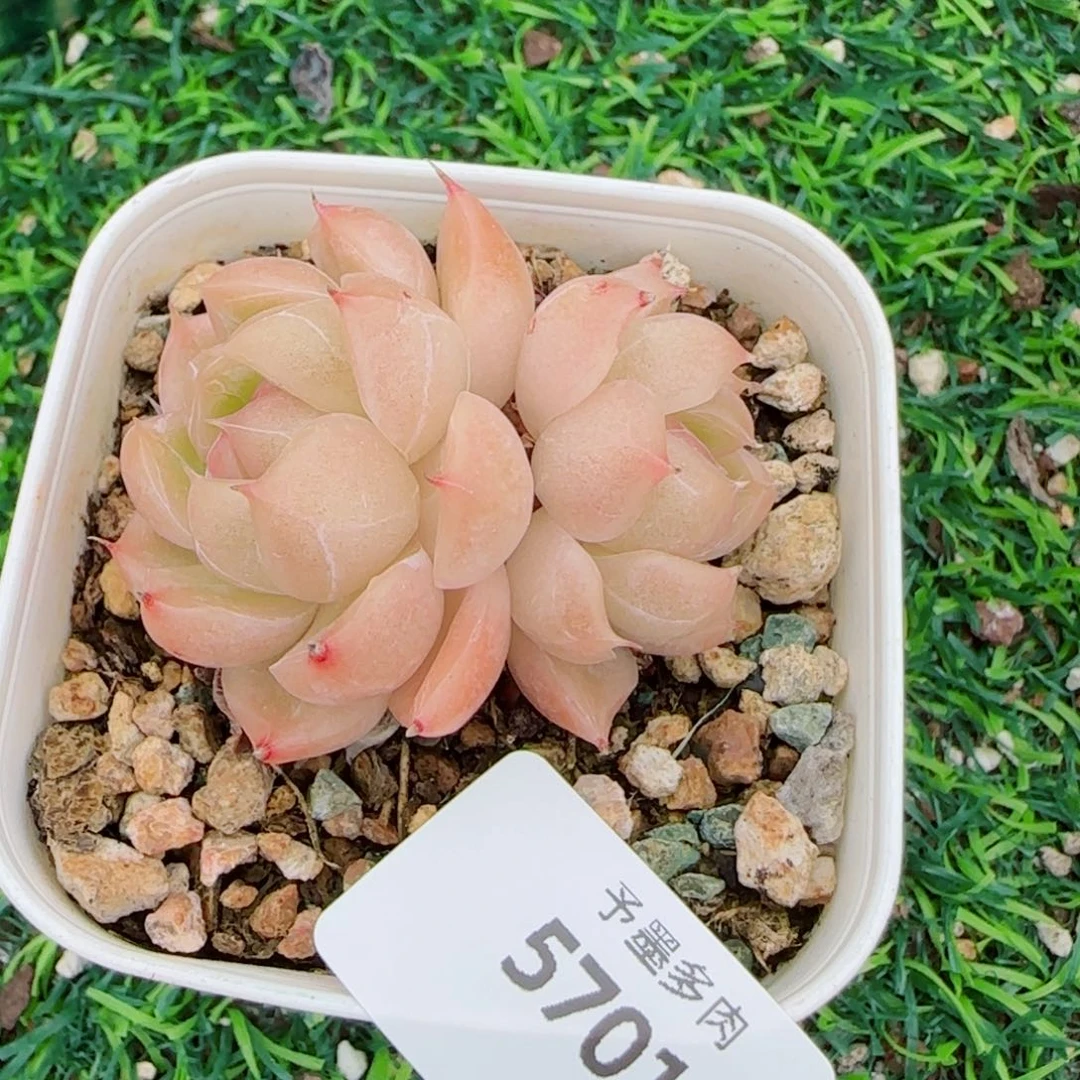 麦秆，5701多肉植物
