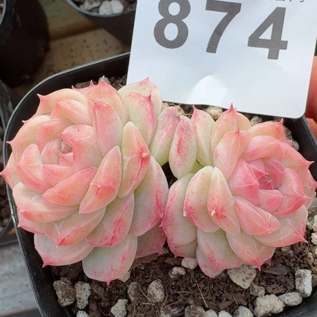 大*?奶糖双头       多肉植物