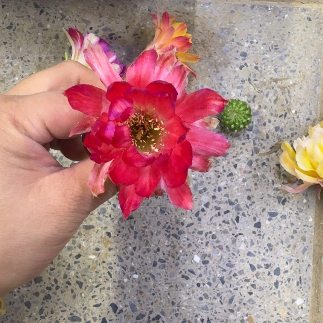 205丽花丽杂歪无根侧牙3公分左右,20包邮