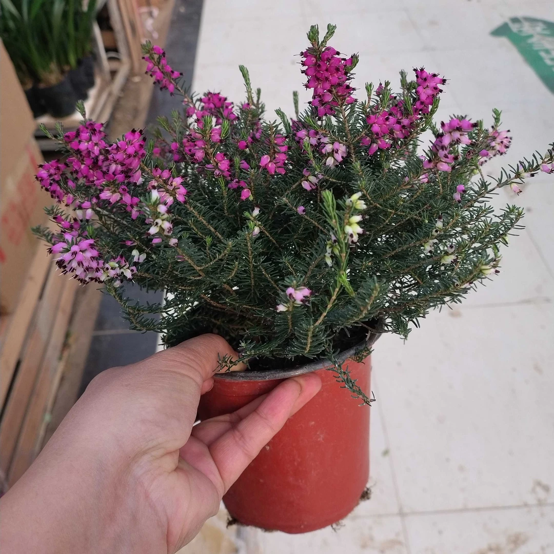 欧石楠耐寒耐热多年生冬季开花适合阳台庭院花卉