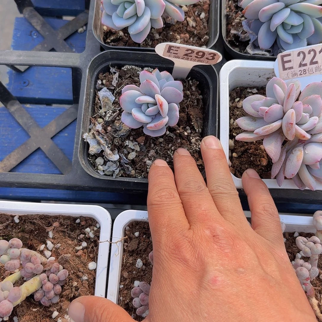 E293奶茶一物一拍