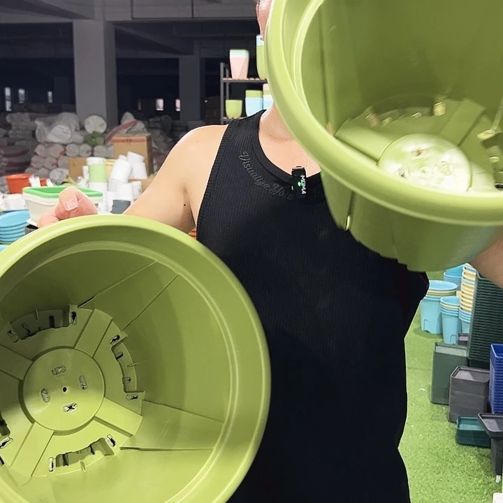 青山口40高34果绿无托5只