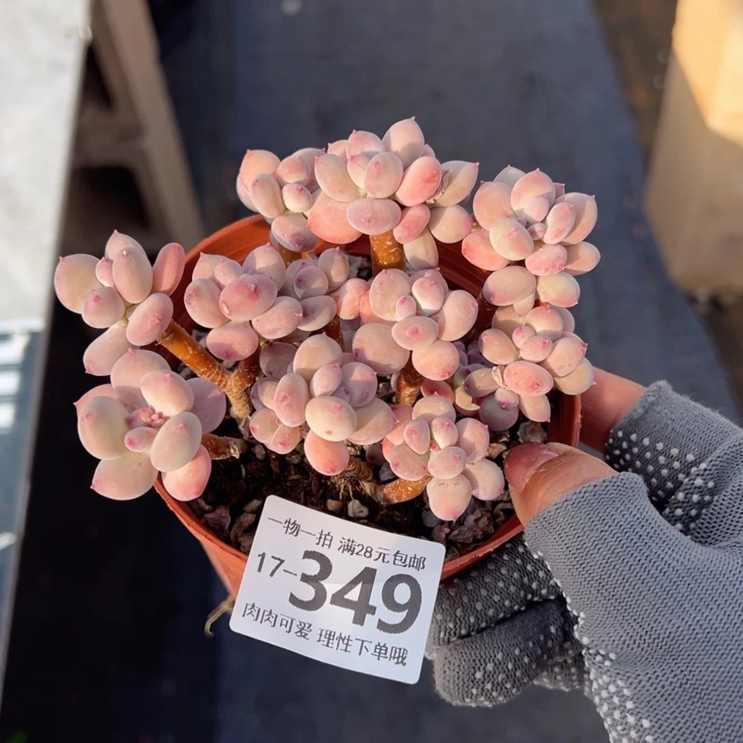 苹果奶多肉多多肉多肉