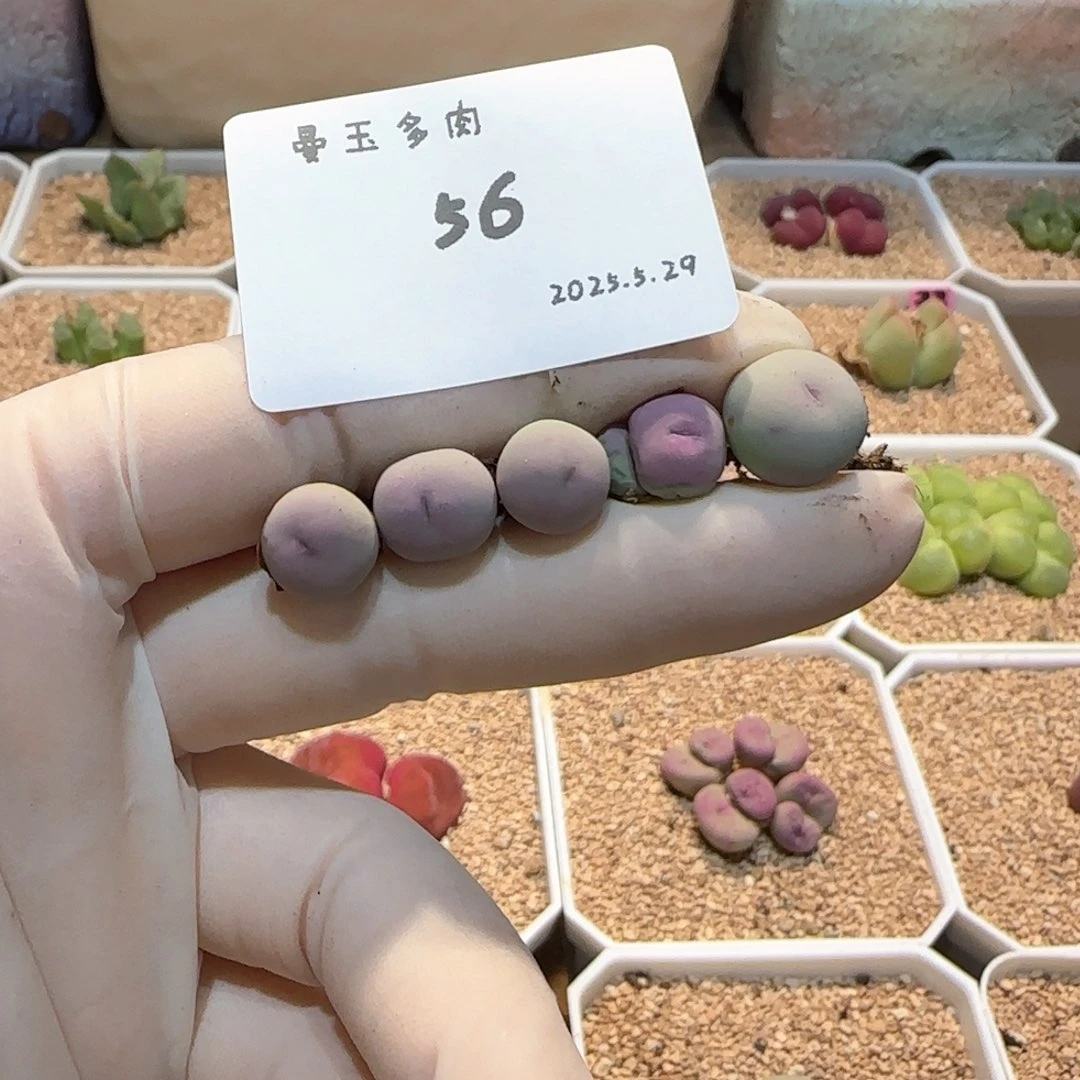 丁*多肉多肉多肉5.29-056