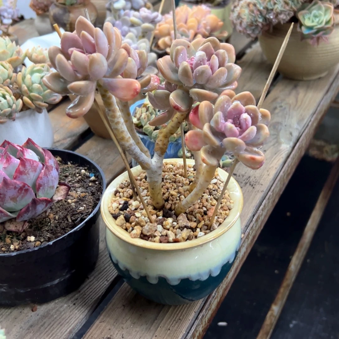 美人指18 零零多肉植物