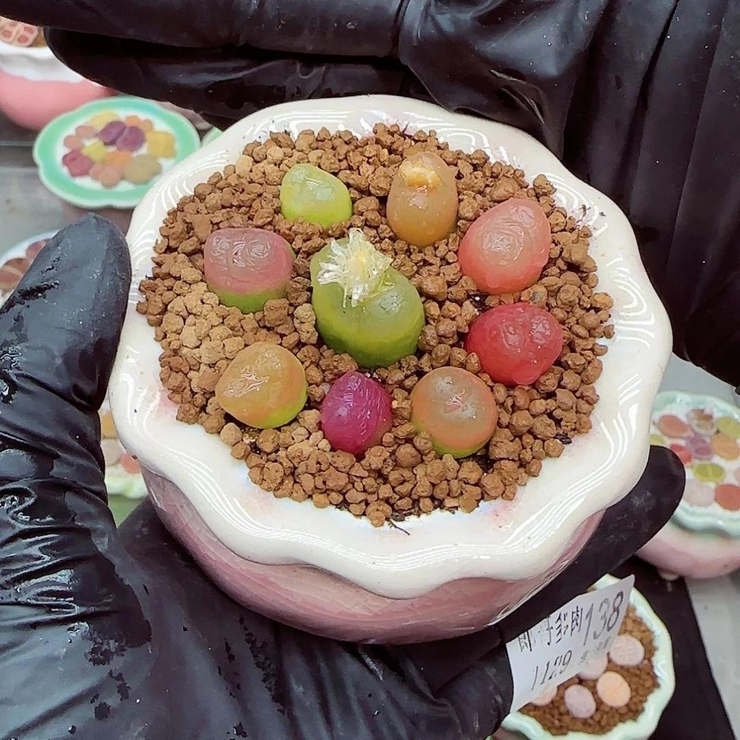 生石花满18包邮1129-238