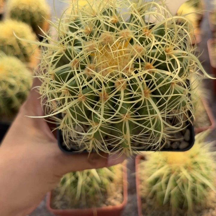 1152实生卷刺金虎好美