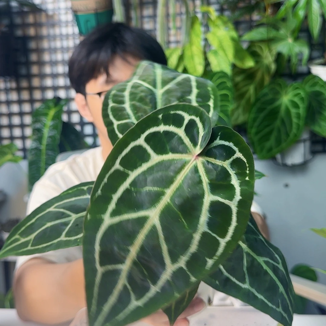 1***士完全开放一物一拍L174