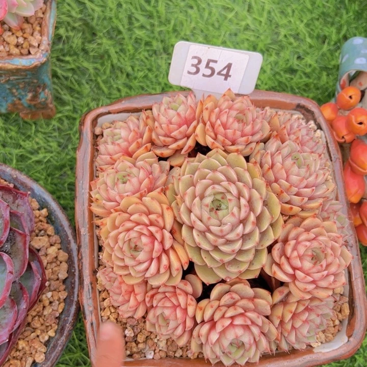 健健康康平平安安多肉