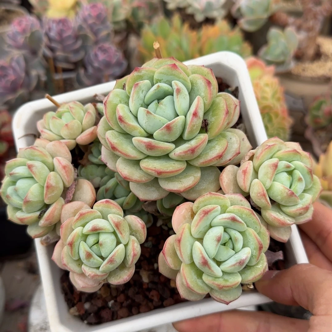 香草多肉植物chichi