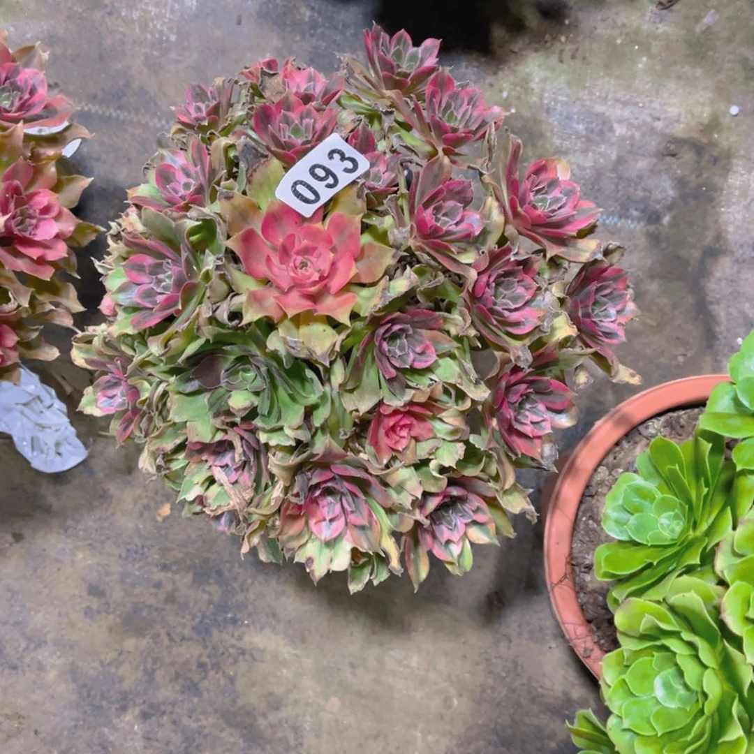 【闪购商品】光辉093多肉