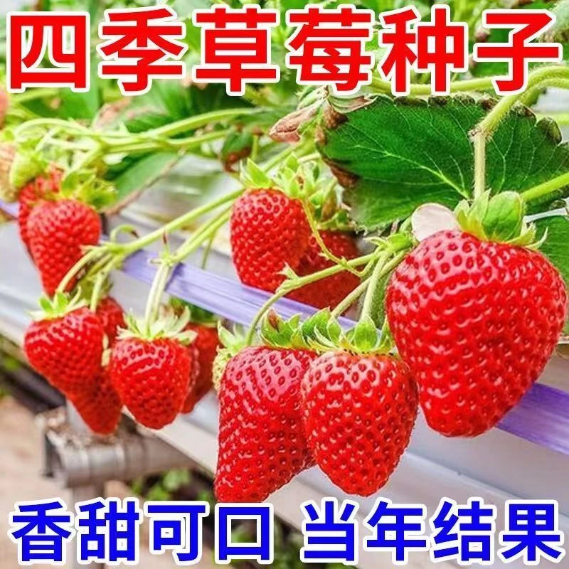 【奶油草莓种子】四季坐果种植阳台盆栽易种超甜奶莓种孑水果种子