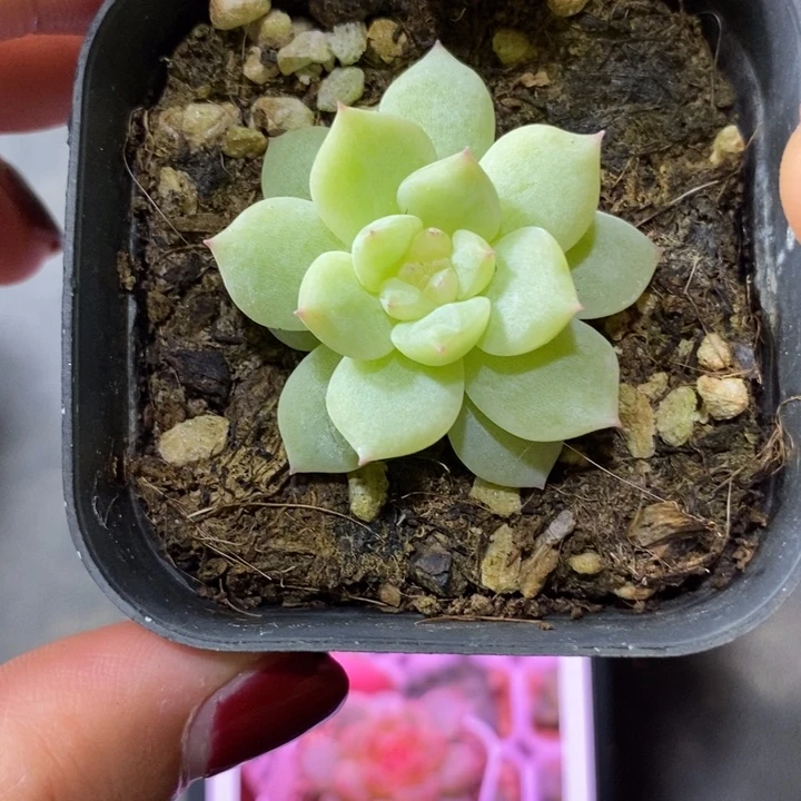 上盆寒绯一个多肉