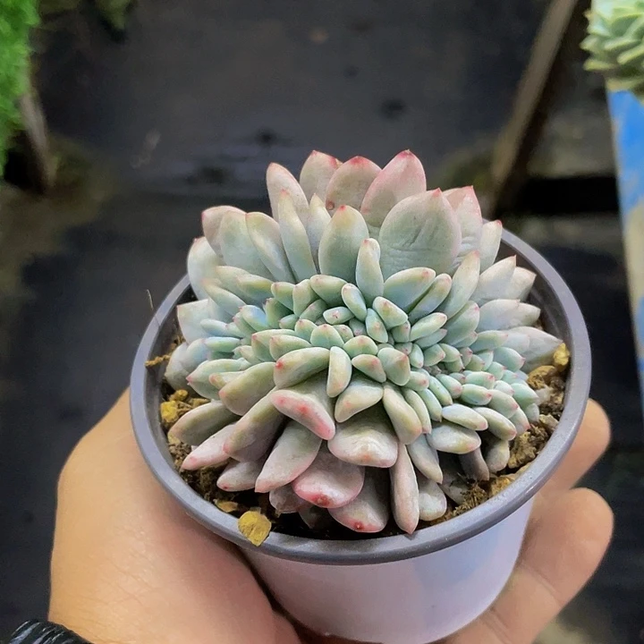 橙子锦缀化哦哦哦哦哦哦