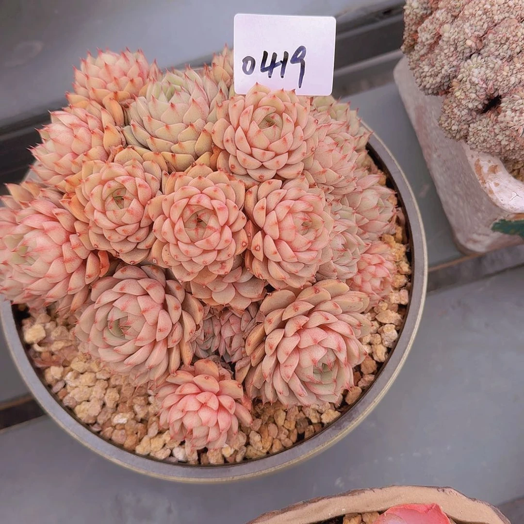 云****啦0419本巴多肉植物